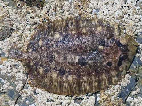 Zeugopterus punctatus_06.jpg